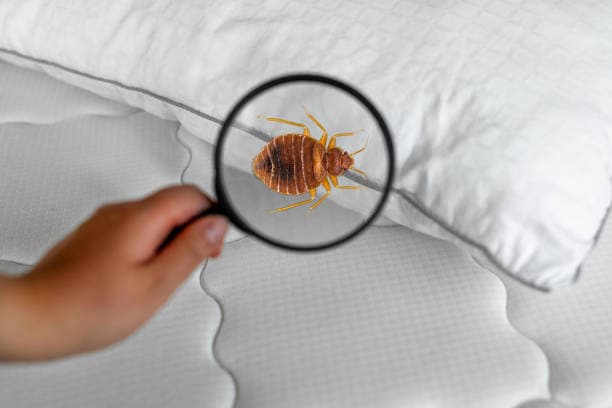 Bedbugs